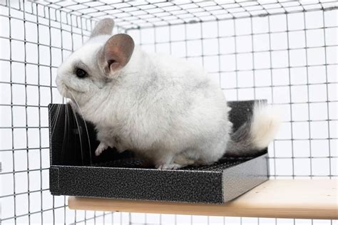 The 5 Best Chinchilla Litter Boxes [Ranked]